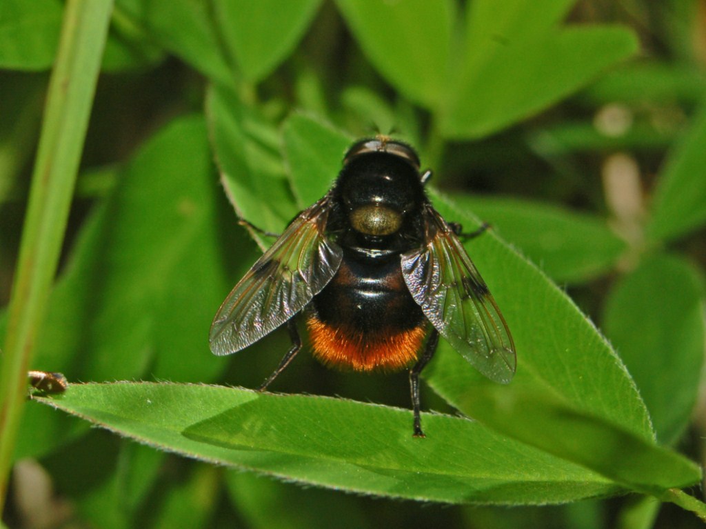 Una grossa mosca rossa e nera da identificare